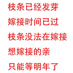 嫁接接穗葡萄苗无花果李子苹果山楂柿子樱桃树石榴苗接穗扦插枝条