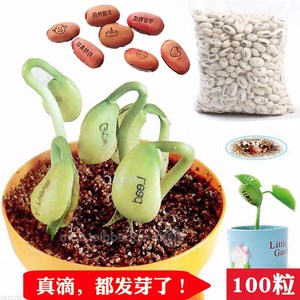 有创意的盆栽 有创意的盆栽品牌 价格 阿里巴巴