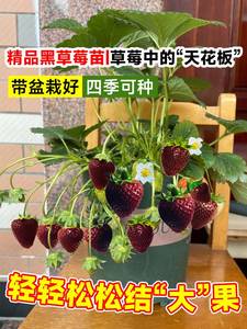 黑珍珠草莓苗秧盆栽四季结果奶油草莓苗种室内阳台植物可食用绿植
