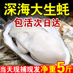 正宗乳山生蚝鲜活牡蛎新鲜包活特大超大肉海蛎子5斤海鲜水产包邮