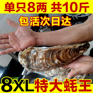 8XL特大蚝王鲜活乳山生蚝新鲜牡蛎超大肉海蛎子即食刺身海鲜10斤
