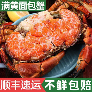 顺丰超大面包蟹螃蟹鲜活冷冻梭子蟹海蟹海鲜水产熟冻黄金蟹珍宝蟹