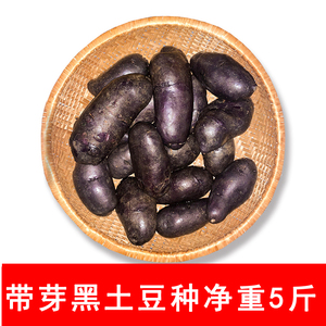 黑土豆种子黑金刚紫色土豆洋芋马铃薯黑美人发芽种植5斤装