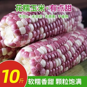 广西花糯玉米新鲜现摘带皮生的软糯香爆浆10斤甜玉米棒子苞谷当季