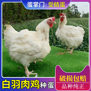 纯种白羽肉鸡种蛋受精蛋可孵化美国AA嘉宝817肉鸡种蛋肯德基45天