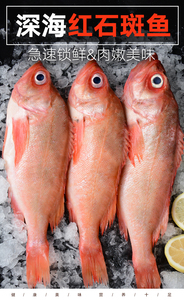 金目鲷 金目鲷品牌 价格 阿里巴巴