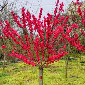 碧桃树苗庭院别墅风景花树紫叶红叶园林绿化工程苗木门前观赏桃花