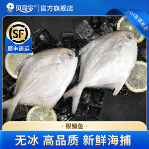 银鲳鱼新鲜冷冻深海海鲜水产鲜活海鱼小鲳鱼昌鱼平鱼鲳鳊鱼晶鱼