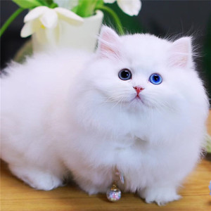曼基康矮脚猫乳白纯种幼崽活体英短毛蓝白橘美蓝金渐层短腿拿破仑
