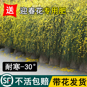 迎春花盆栽树苗庭院绿化植物云南黄馨四季常青花卉长春花盆栽老桩