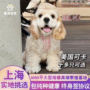 美国可卡犬幼犬活体宠物狗 网红狗 上海基地上门选多只签协议