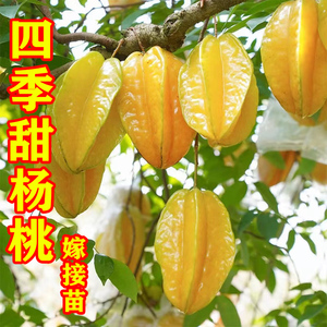 杨桃树果苗嫁接台湾四季常新鲜绿甜杨桃盆栽地栽南方庭院果树果苗