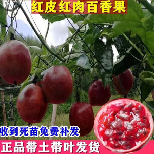 新品种百香果红皮红肉百香果苗台农黄金百香果树苗地盆栽当年结果