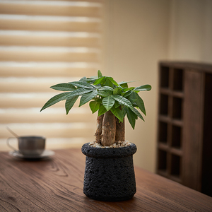 【工位招财】发财树盆栽办公室内桌面植物装饰客厅招财绿植