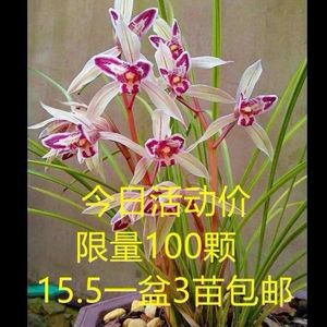 兰花 云南兰花超香莲瓣兰名品【剑阳蝶】浓香型