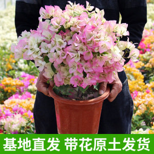 蔷薇老桩爬藤 蔷薇老桩爬藤品牌 价格 阿里巴巴 蔷薇老桩爬藤 蔷薇老桩爬藤品牌 价格 阿里巴巴