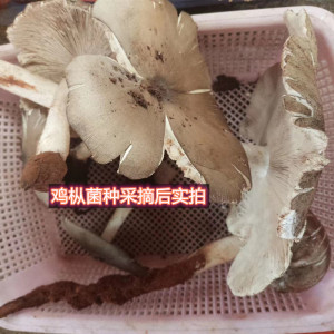 鸡枞菌种植包鸡枞菌子种鸡枞菌鸡纵菌鸡枞菌种植技术鸡枞菌菌种