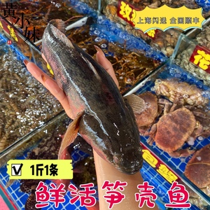 鲜活笋壳鱼淡水活鱼虎头鱼野生土步鱼新鲜鱼海鲜水产1条1斤