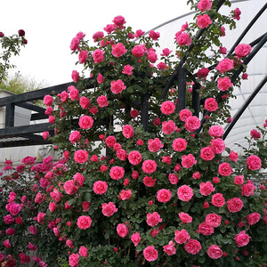 欧月藤本月季花苗粉色达芬奇粉达特大苗爬藤蔷薇庭院攀援玫瑰盆栽