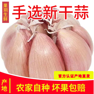 新干蒜5斤大蒜头种子干大蒜种籽河南批发新鲜蔬菜2/3/10斤紫皮蒜
