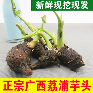 广西荔浦芋头小芋艿新鲜正宗大香芋农家种植栽培育子绿蔬菜苗物