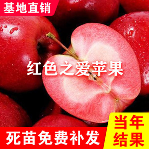 红色之爱苹果苗嫁接红心红肉苹果树苗南北方种植盆栽地栽当年结果