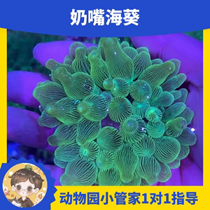 奶嘴海葵小丑鱼共生活体珊瑚软体珊瑚地毯生物入门海洋生物