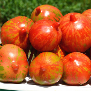 东北花皮球柿子 农家种植草莓西红柿 虎皮柿子新开园新鲜小番茄