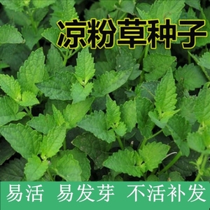 凉粉草种子特菜仙人冻仙草尖萼鱼黄草阳台蔬菜庭院四季播种种籽