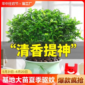 清香木盆栽正宗驱蚊草室内花卉绿植净化空气植物胡椒木好养室外