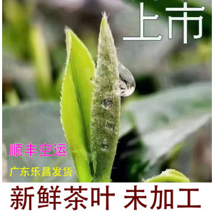 新鲜茶叶未加工生茶叶广东韶关茶叶原料擂茶福云6号生茶叶农产品