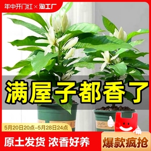 白兰花盆栽玉兰花树苗带花苞黄兰室内庭院浓香型花卉四季开花植物