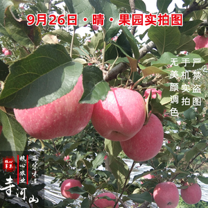 sod苹果脆甜新鲜孕妇河南红富士水果带箱十斤