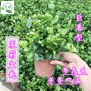 茉莉花盆栽带花苞虎头茉莉重瓣清香花苗植物阳台窗台四季开花绿植