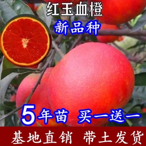 新品种红玉血橙嫁接果树苗冰糖爱媛橙子苗盆栽地栽南北方当年结果
