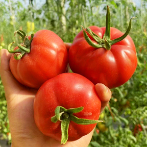 【菜鸟农业】新鲜采摘普罗旺斯番茄1/2/3斤装单果100g起沙瓤细腻