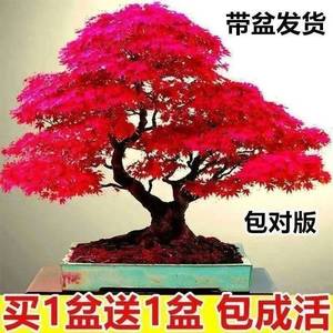 【买一发二】红枫树苗盆景耐寒四季种植中国红枫叶室内外盆栽植物