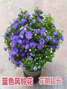 (花期带花苞)丹麦风铃花蓝风铃盆栽紫色重瓣四季开花花期很长阳台