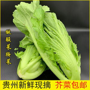 新鲜青菜包心芥菜贵州大叶青菜泡菜腌菜酸菜原料当季蔬菜款邦青菜