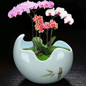 蝴蝶兰专用陶瓷花盆客厅文竹植物简约创意大号哥窑君子兰兰花盆器