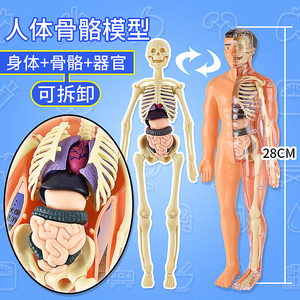 可拆卸拼装人体器官结构模型儿童玩具3d骨架骨骼医学解剖内脏教具