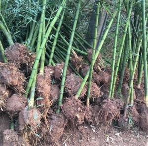 雷竹苗种雷公竹早园竹水竹花竹黄杆竹毛竹楠竹子根鞭芽食用笋竹苗