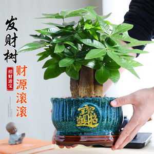 大盆三杆发财树盆栽绿植室内开业招财植物中式盆景四季常青好养