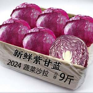 2024新鲜紫甘蓝5斤紫包菜紫色球生菜红椰菜西餐蔬菜轻食沙拉食材