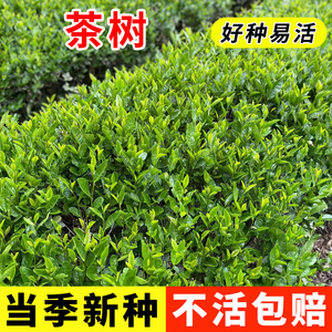 绿茶树种子特早茶种子耐寒茶叶种子 茶树籽 各种茶叶种子播种种籽