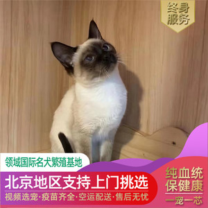 北京纯种暹罗幼猫短毛猫巧克力色重点色 海豹色重点色 蓝色重点色