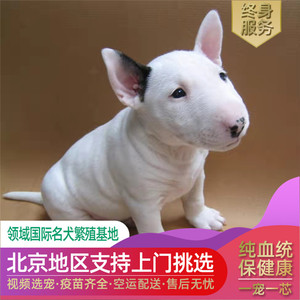 北京纯种牛头梗幼犬双血统纯白色赛级宠物级精品宠物狗活体