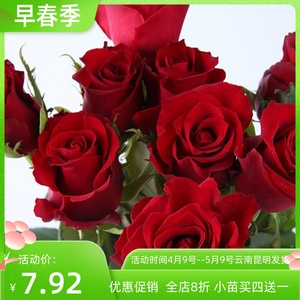 传奇 红色系玫瑰花苗带花苞花卉观花绿植物阳台盆栽大花浓香月季