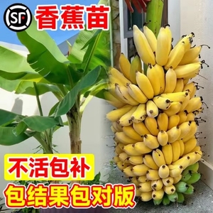 蕉芭蕉树威廉斯6香蕉苗粉蕉苗红香苗皇帝蕉香蕉苗矮化抗树寒b地栽