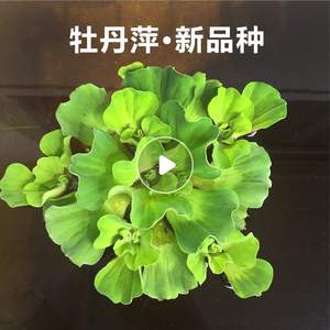 造景景观淡水牡丹萍芙蓉水族浮水植物浮草微鱼池鱼缸水槽常温水草 阿里巴巴找货神器